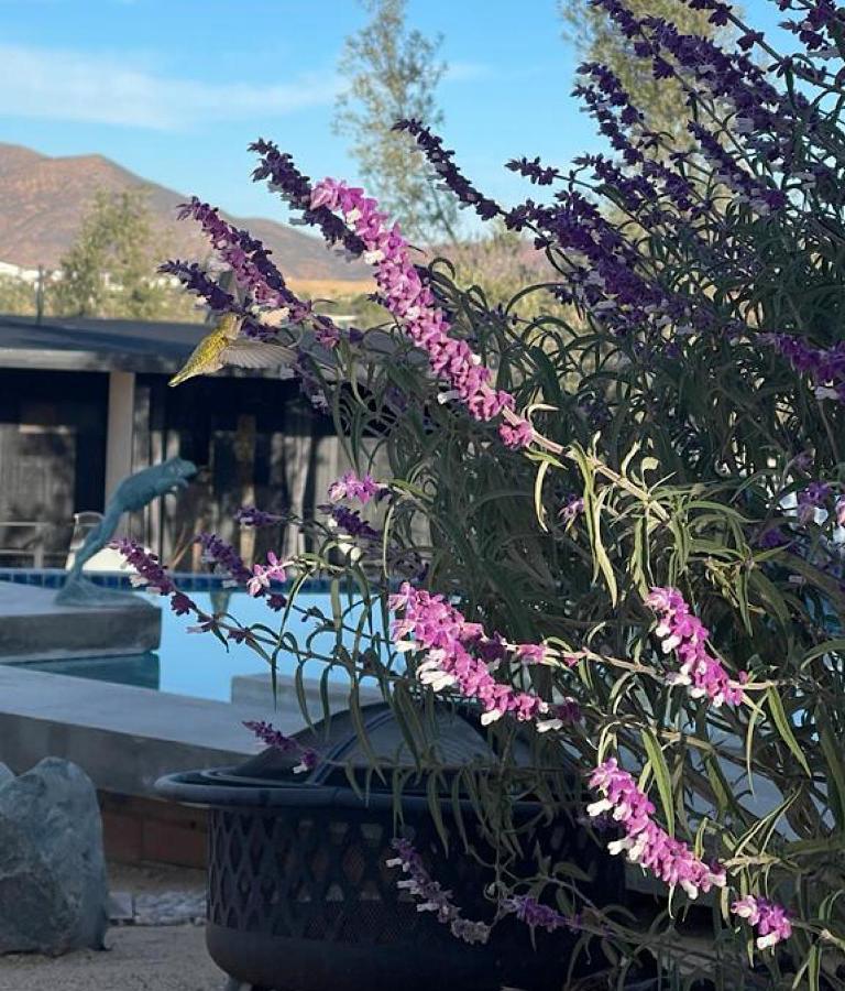 Finca Cazosa Valle de Guadalupe Exteriör bild